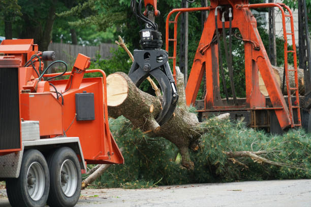 Best Tree Branch Trimming  in Glen Ellen, CA